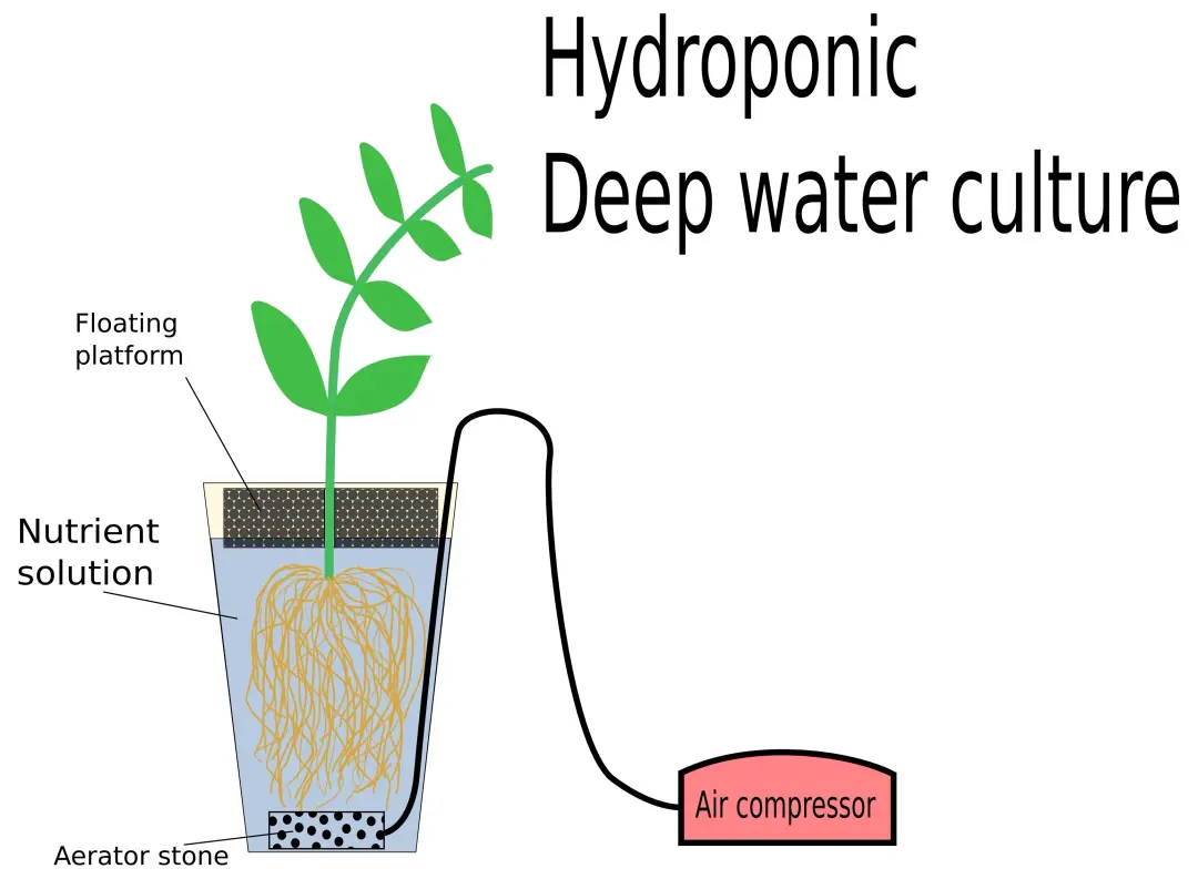 Deep Water Culture (DWC) hidroponik sistem şeması. Bitki, besin çözeltisi ile dolu bir kabın üzerinde yüzen platforma yerleştirilmiştir. Kökler doğrudan besin çözeltisine batırılmıştır. Hava taşı ve hava kompresörü aracılığıyla çözeltide oksijen sağlanır