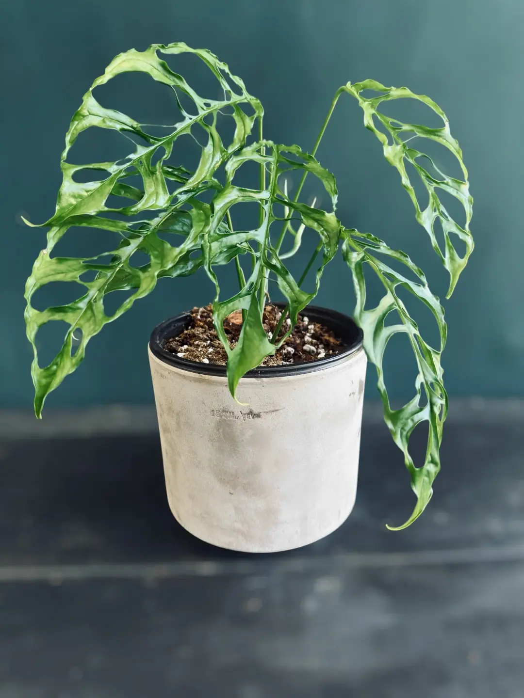 Monstera obliqua