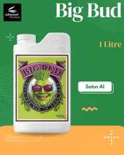 Big