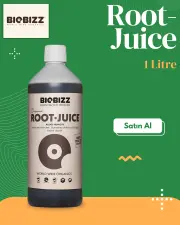 Root