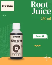 Root
