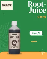 Root