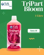 T.A