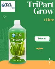T.A