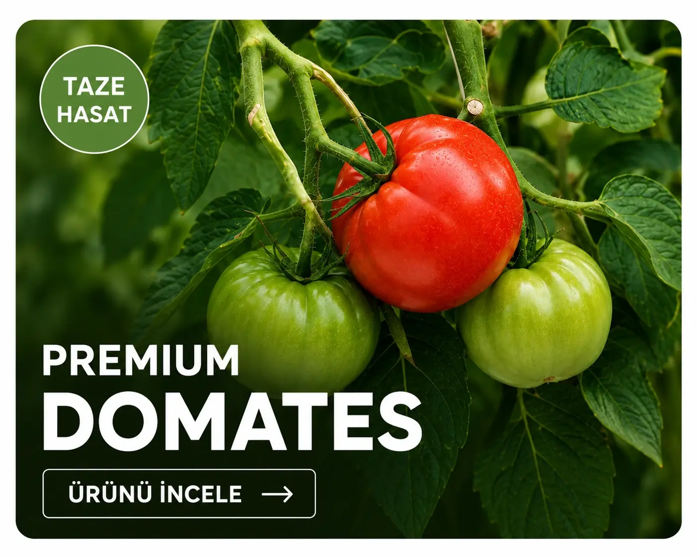 Premium Domates