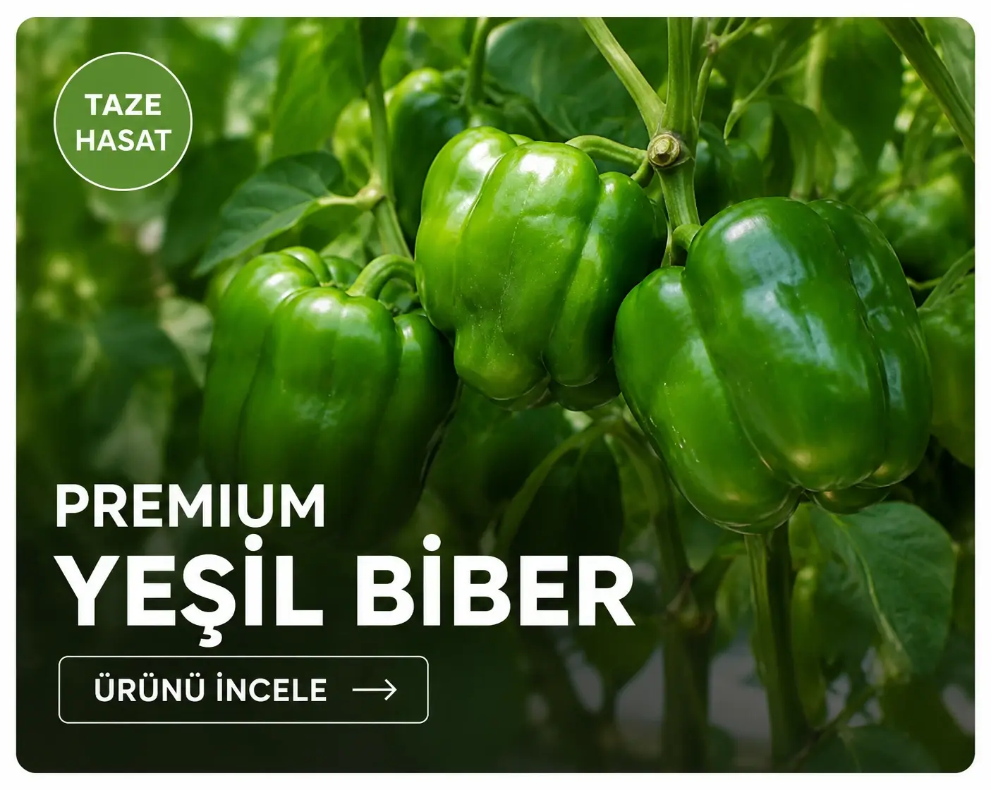 Premium Yeşil Biber